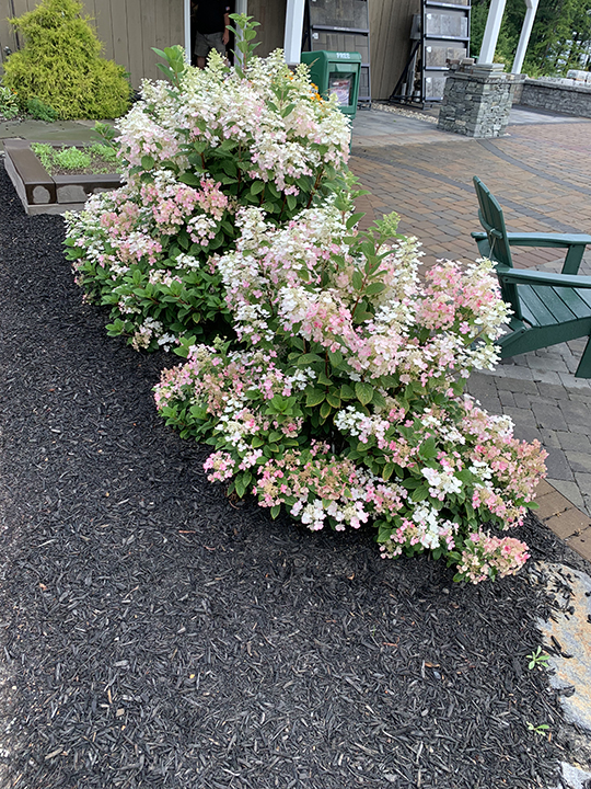 Pruning and Planting